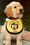 GDA Puppy