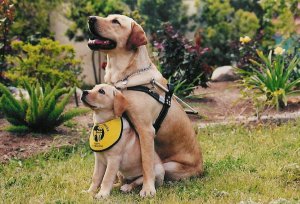 2 Lab Dogs