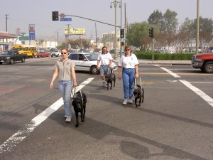 Guide Dog Trainers