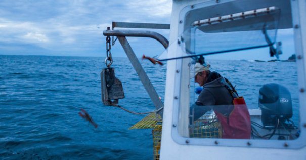 Yvonne Rosen, a member of the IAM’s Maine Lobstermen’s Union, tosses back undersized lobsters while pulling traps off the coast of Maine. (Courtesy: Craig Dilger for The New York Times)