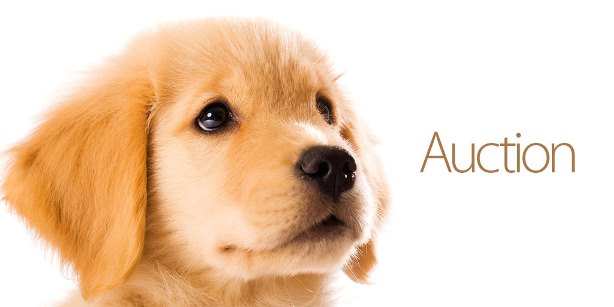 300 Reasons to Bid in Guide Dogs of America Online Auction - IAMAW