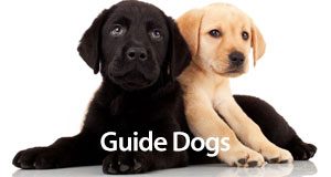 GuideDogs