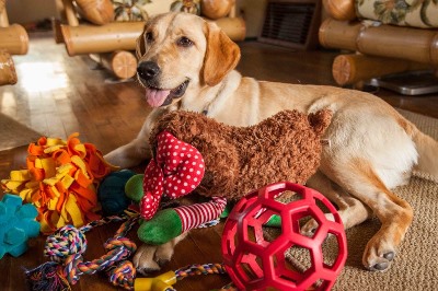 Guide Dogs of America Offers Unique Gift Ideas this Holiday Season