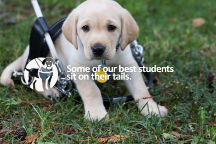 Make a Difference with Guide Dogs of America