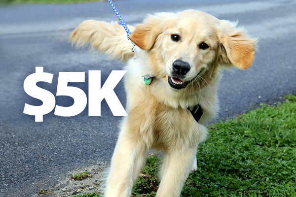 GST Department Raises Heartbeats, Funds with 5K for Guide Dogs