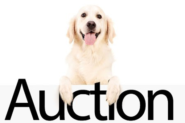 Let the Bidding Begin in the Guide Dogs of America Online Auction