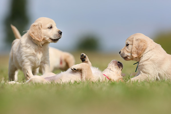 Give the Gift of Sight on International Guide Dog Day