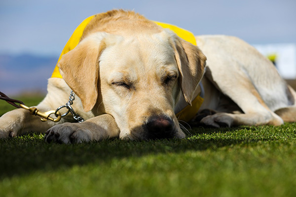 Guide Dogs of America Holds Its Charity Weekend in Las Vegas