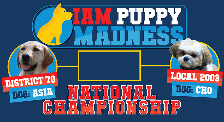 IAM Puppy Madness is Down to the Buzzer