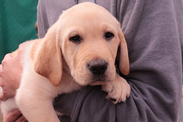 Help Raise a GDA Guide Dog by Bidding in Online Auction