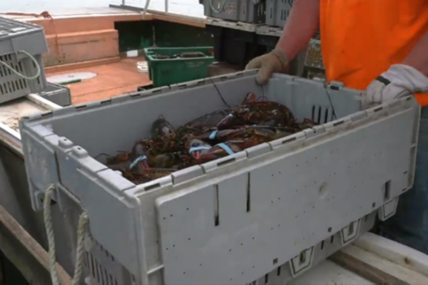 IAM CREST Receives $75K Grant for Lobstermen Safety Training