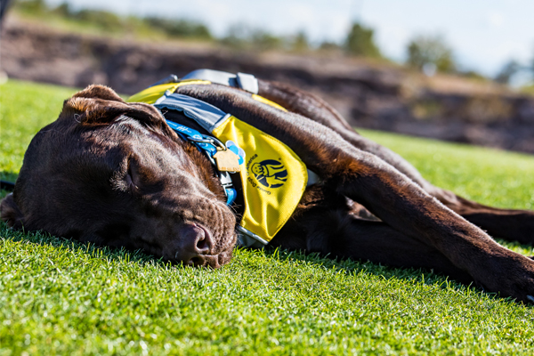 Guide Dogs of America Holds Its Charity Weekend in Las Vegas