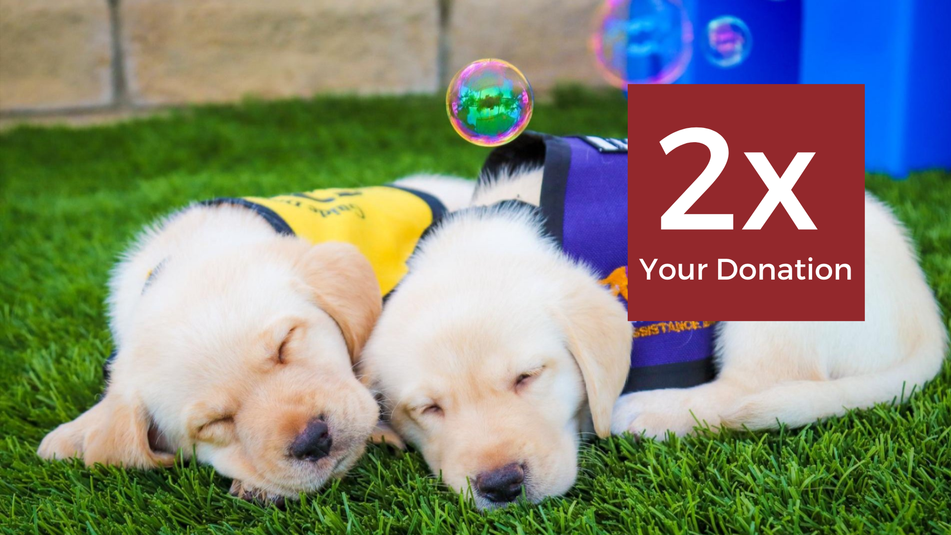 Double the Impact of your Guide Dogs Donation this Holiday Season