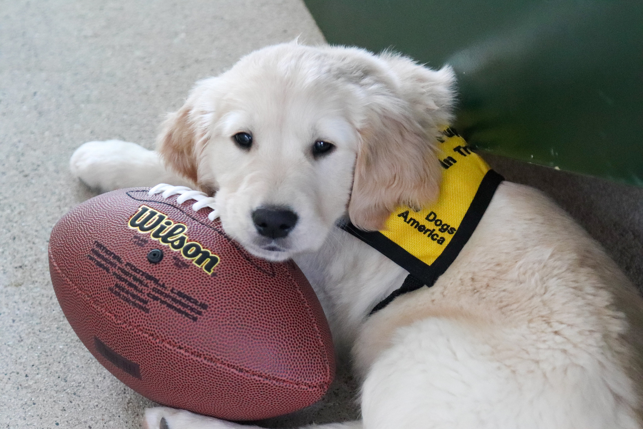 Reserve a Square in the GDA Super-Puppy Bowl