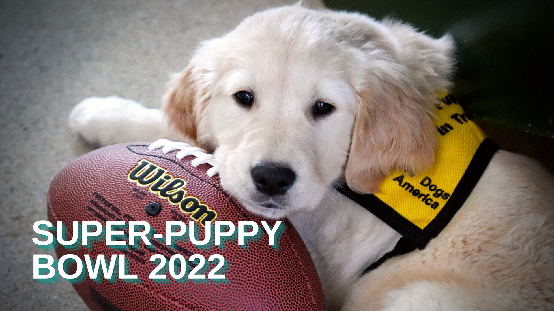 Not a Super Bowl Champion? Be Top Dog in Another Way with Guide Dogs of America