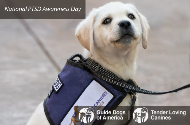 Guide Dogs of America – Tender Loving Canines Mark National PTSD Awareness Day