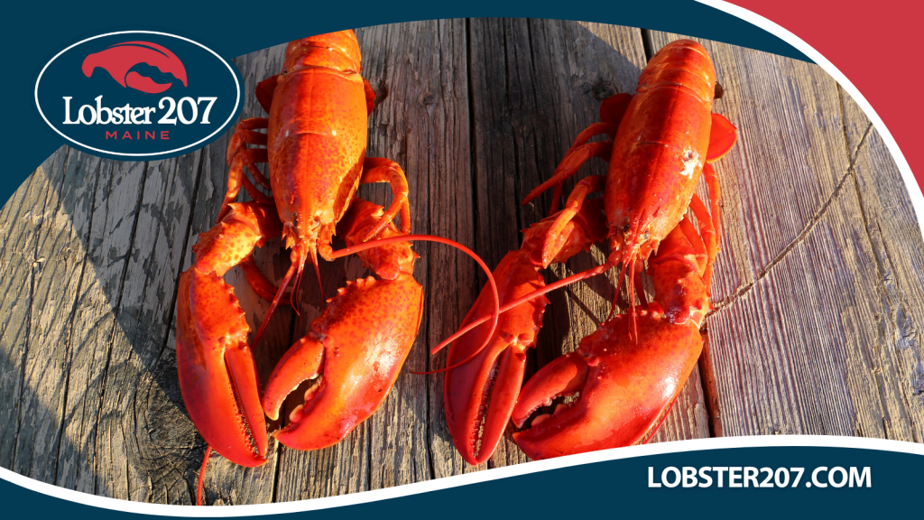The secret behind Maine's great lobsters