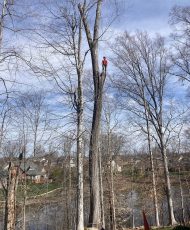 Local 10 Arborists 1