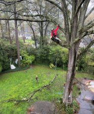 Local 10 Arborists 2