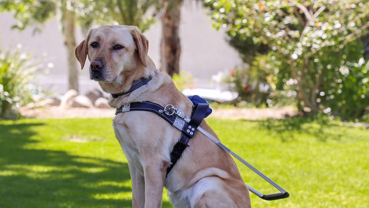 From Puppy to Partner: IAM Union’s Favorite Charity Continues to Change Lives