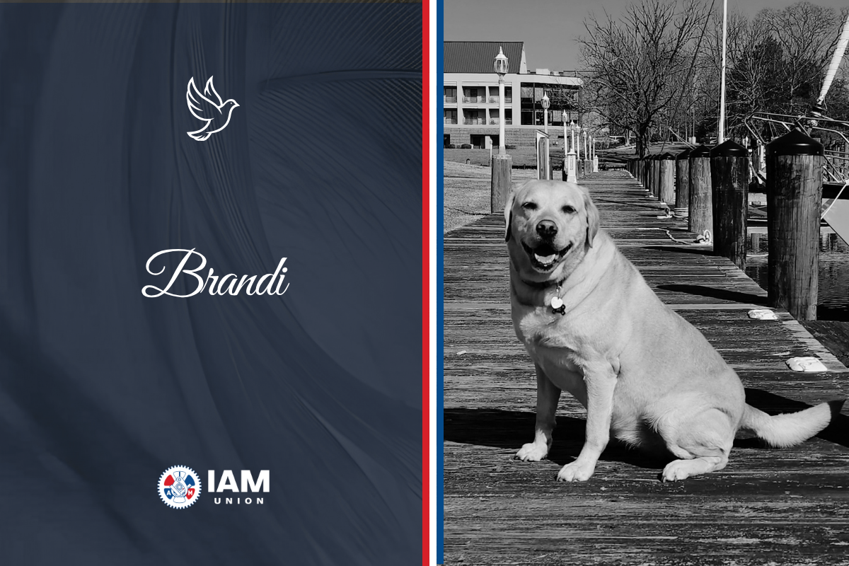 Remembering Brandi: Beloved Winpisinger Furry Friend and GDA | TLC Ambassador
